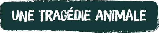 Une tragédie animale